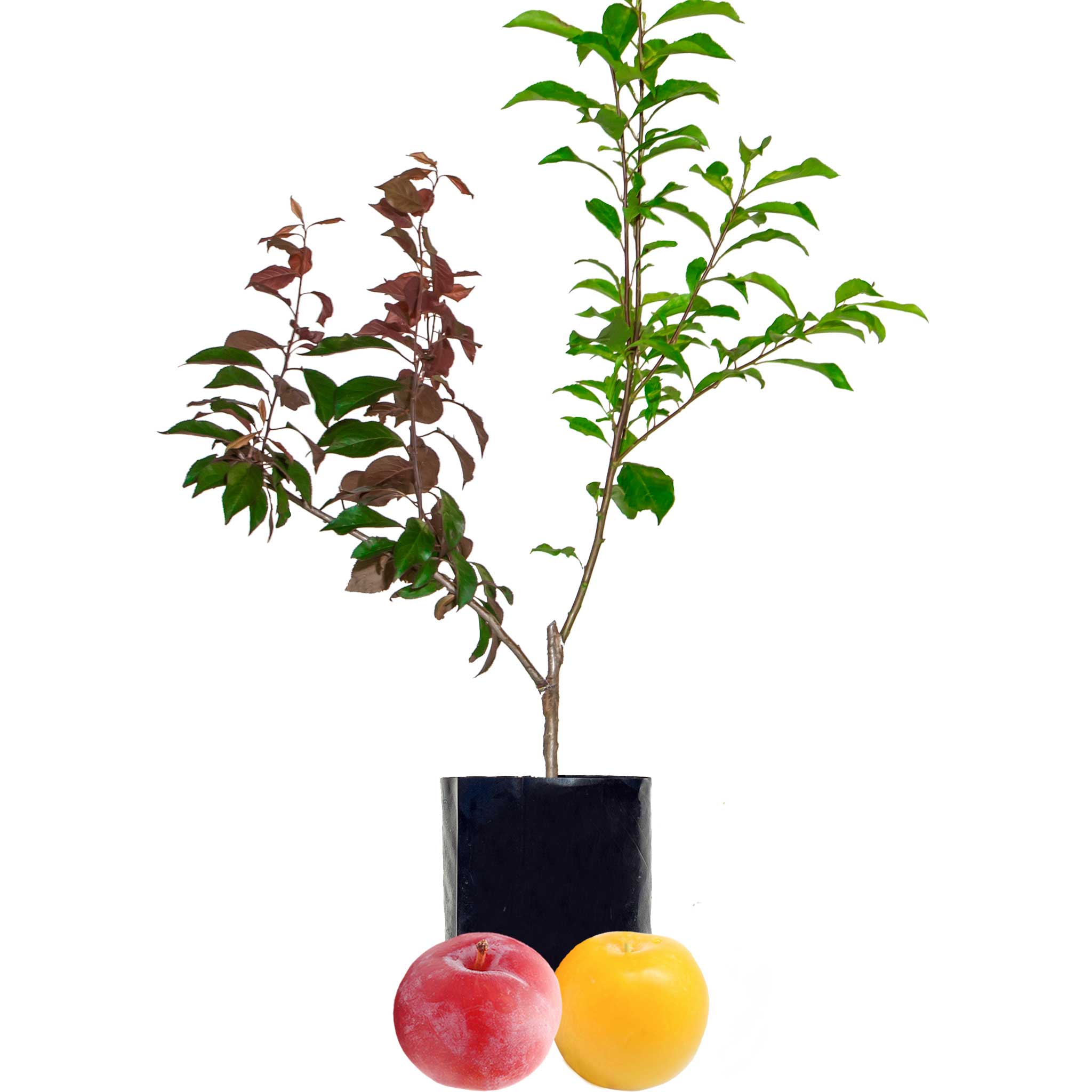 Plum + Plum